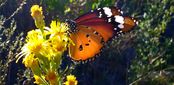 farfalla monarca africana.jpg