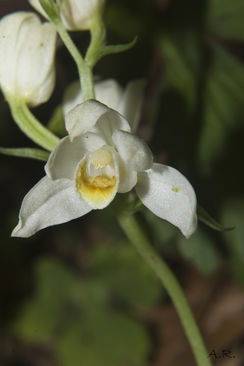 Cephalanthera damasonium 1155.JPG
