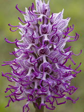 Orchis simia 4210.JPG