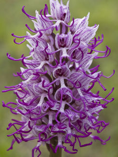 Orchis simia 4210.JPG